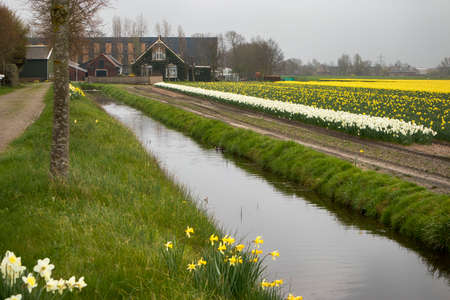 Lisse, Netherlands - April 20, 2018: Fields with daffodils and Dutch houses in the springのeditorial素材