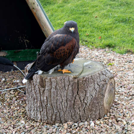Eagle in Muiderslot castle in Muiden, Noord-Holland, Netherlands.の写真素材