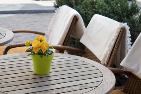 the Yellow violets in a plastic pot on a table in a cafe and wicker chairs with white plaids