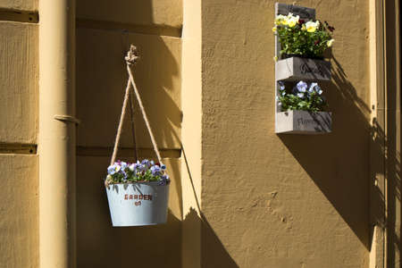 white and blue violets in small buckets decorate the restaurant wallの写真素材