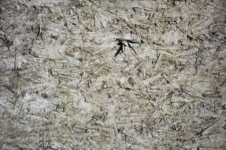 The white wood texture with natural patterns background