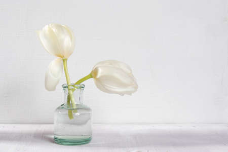 Two white blossoming tulips in a glass bottle on a white backgroundの写真素材