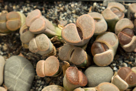 the Group of lithops, a kind of desert plant