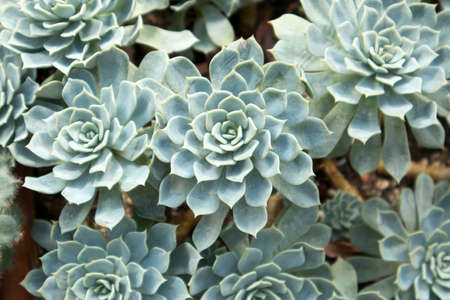 the Green pink leaves of Succulent plant - Echeveria agavoidesの写真素材