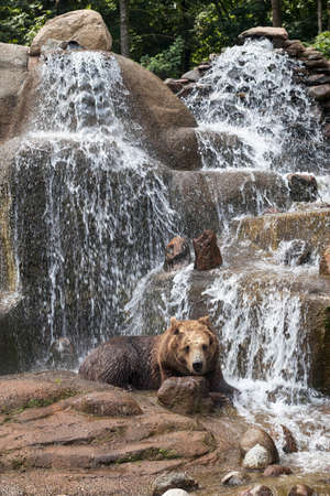 WARSAW, POLAND - June 28, 2018: Brown bear in Prague Park - Praski Park near Zoo in Warsaw, Polandのeditorial素材