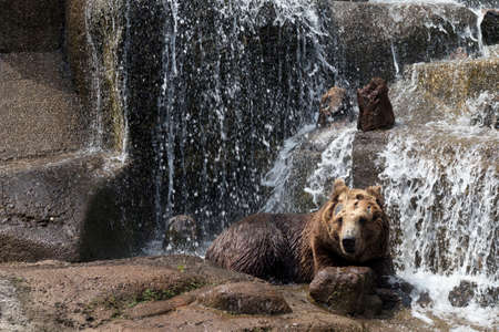 WARSAW, POLAND - June 28, 2018: Brown bear in Prague Park - Praski Park near Zoo in Warsaw, Polandのeditorial素材