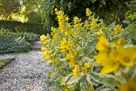 Beautiful Yellow Perennial Flowers Of Lysimachia Punctata Grow In Summer Garden.