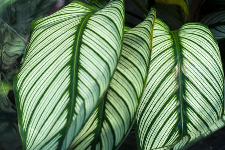 the Green plant in the garden. Fresh green and white leaf background (Dieffenbachia).