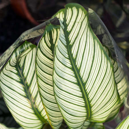 the Green plant in the garden. Fresh green and white leaf background (Dieffenbachia).