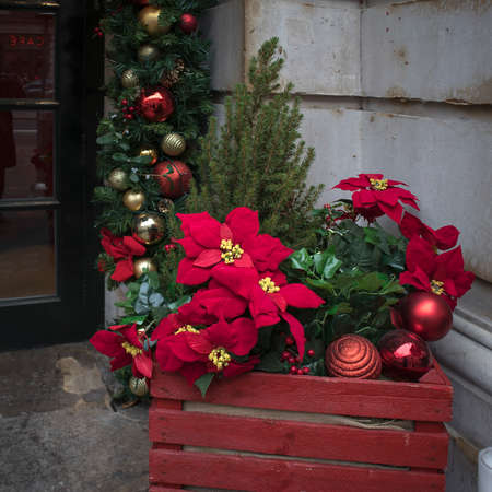 The red poinsettia flowers (Euphorbia pulcherrima) in the red wooden box as a decoration of entrance of restarauntのeditorial素材