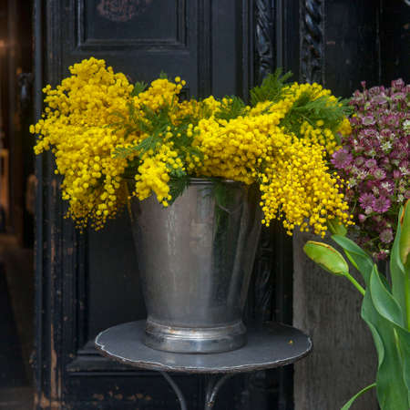 Acacia dealbata. Mimosa for sale at flower shop in Londonの写真素材