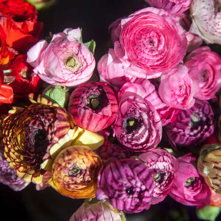 the Multicolored Ranunculus in a bouquet for saleの写真素材