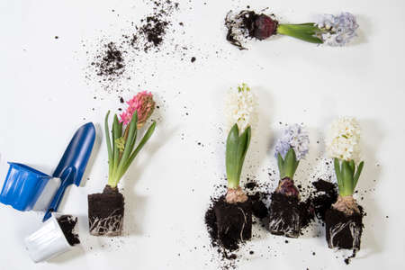 Closeup of hyacinths with double flowers, bulb and roots, isolated on white background.