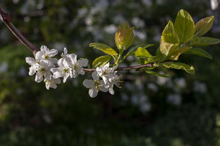 the Flowering apricot branches in the spring garden