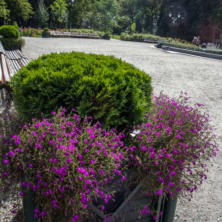 Phlox subulata «G. F. Wilson» in the botanical gardenのeditorial素材
