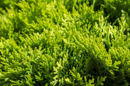 Green Thuja Leaves Background as a design`s cardのeditorial素材