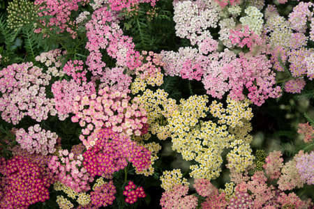 Multicolored sedum in a flowerbed as a decorationの写真素材