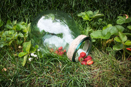 Ripe strawberries in a glass jar in the garden as a lawn decorationの写真素材