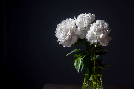 A bouquet of white peonies in a transparent vase on a dark backgroundの写真素材