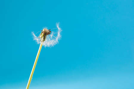 the dandelion on a blue background. Lettering spaceの写真素材