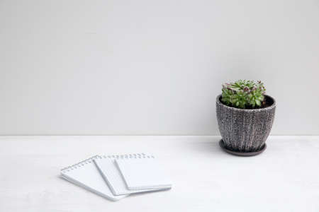 Copy space. sempervivum succulent plant in ceramic pot on white background with shadowの写真素材