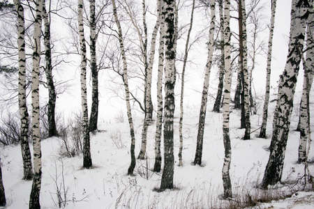 Panoramic Background Wallpaper of Foggy Birch Forest in winter. Background.
