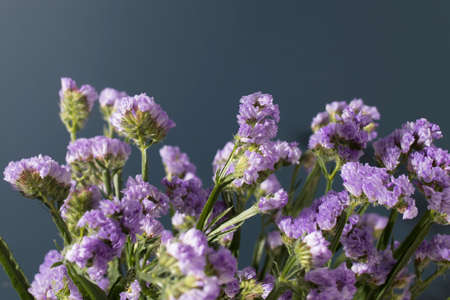 Limonium sinuatum Crystal Dark Blue. beautiful colorful fresh statice flower bouquetの写真素材