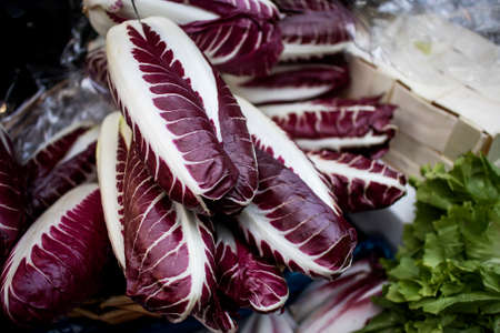 Radicchio rosso di Treviso, commonly known as Treviso has elongated, variegated red leaves that...