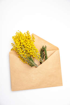 Branches of yellow mimosa in envelope on a white background as a holiday card for Women's Dayの写真素材