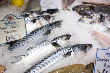 Various types of seafood for sale in the local market.のeditorial素材
