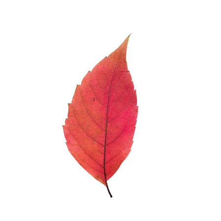 Red alder leaf on white. Space for text.の写真素材