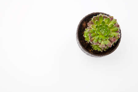 Green succulent in a ceramic pot on a white background. Space for text.