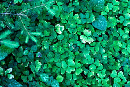 Green Wood sorrels as a botanical plant background