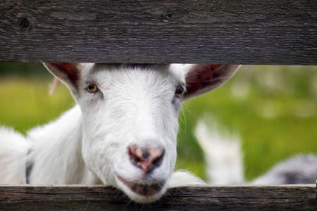 A curious goat peeps out of a crack in the fence.の写真素材