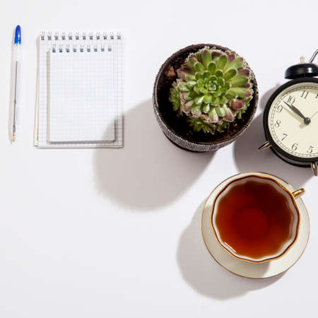 Green succulent in a ceramic pot on a white background. Space for text.の写真素材