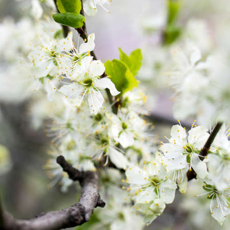 Beautiful spring flower background with helios bokeh, bud of white flower bird cherry on blooming branch close up. Selective focusの写真素材