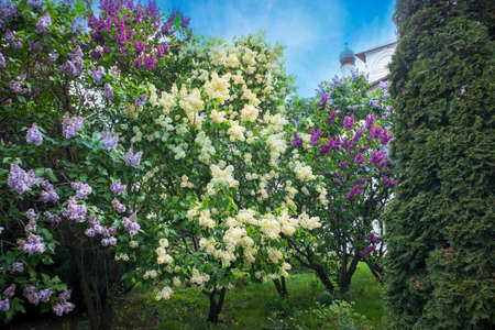 Bright blooms of spring lilacs bush. Spring blue lilac flowers close-up on wooden wall background. Bouquet of purple flowersの写真素材