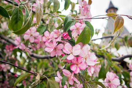 Nature background of apple flowers and buds on tree branch. Spring time, macro photography. blue skyの写真素材