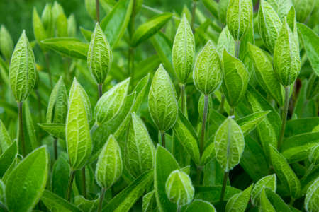 Rudbeckia is a plant genus in the Asteraceae or composite family. Rudbeckia flowers feature a prominent, Rudbeckia in green buds. Unblooming.の写真素材