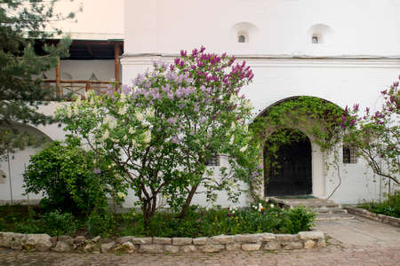 Bright blooms of spring lilacs bush. Spring blue lilac flowers close-up on wooden wall background. Bouquet of purple flowersの写真素材