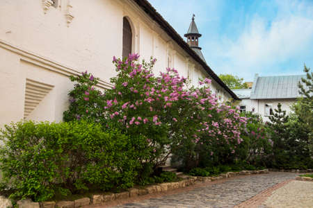 Bright blooms of spring lilacs bush. Spring blue lilac flowers close-up on wooden wall background. Bouquet of purple flowersの写真素材