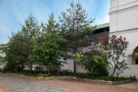 Bright blooms of spring lilacs bush. Spring blue lilac flowers close-up on wooden wall background. Bouquet of purple flowersの写真素材