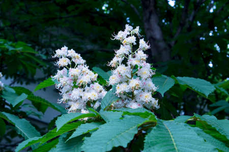 Blooming horse chestnut flowers. White flowering in bunches of park tree in the city. Partition. Natural medicine. The manufacture of drugs. Treatment of varicose veins with natural remedies. Bluredの写真素材