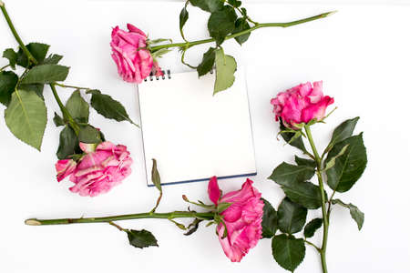 A row of pink roses with a notebook on springs for a greeting card on a white background. Copy spaceの写真素材