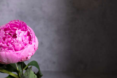 Pink terry peony on a gray craft wall. Copy spaceの写真素材