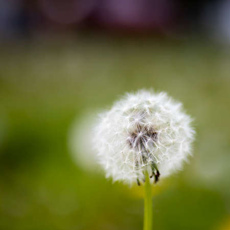 Dandelions field. Nature background. White dandelions with seeds on green lawn. Bald and fadedの写真素材
