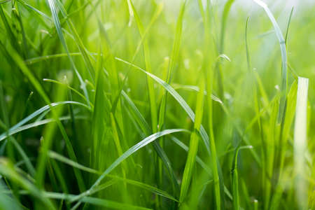 Long fresh green grass texture background view of grass garden Ideal concept used for making green flooring, lawn for training football pitch, Grass Golf Courses green lawn pattern textured backgroundの写真素材
