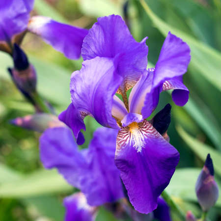 Close-up of a flower of bearded iris (Iris germanica) with rain drops on blurred green natural...