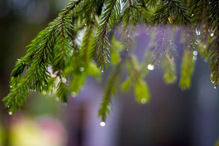 Raindrops on pine leaves. Macro photo. Coniferous tree branches in spring. Large drops of dew on spruce green needles. Young small cones in the spring. Drops close up. Reflection in drops.の写真素材