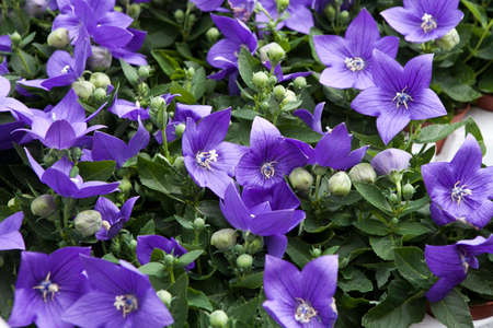 Campanula persicifolia ( Bellflower peach leaves , Campanula Persian or stick Jacob), purple bell flowers in summer garden. Backgroundのeditorial素材
